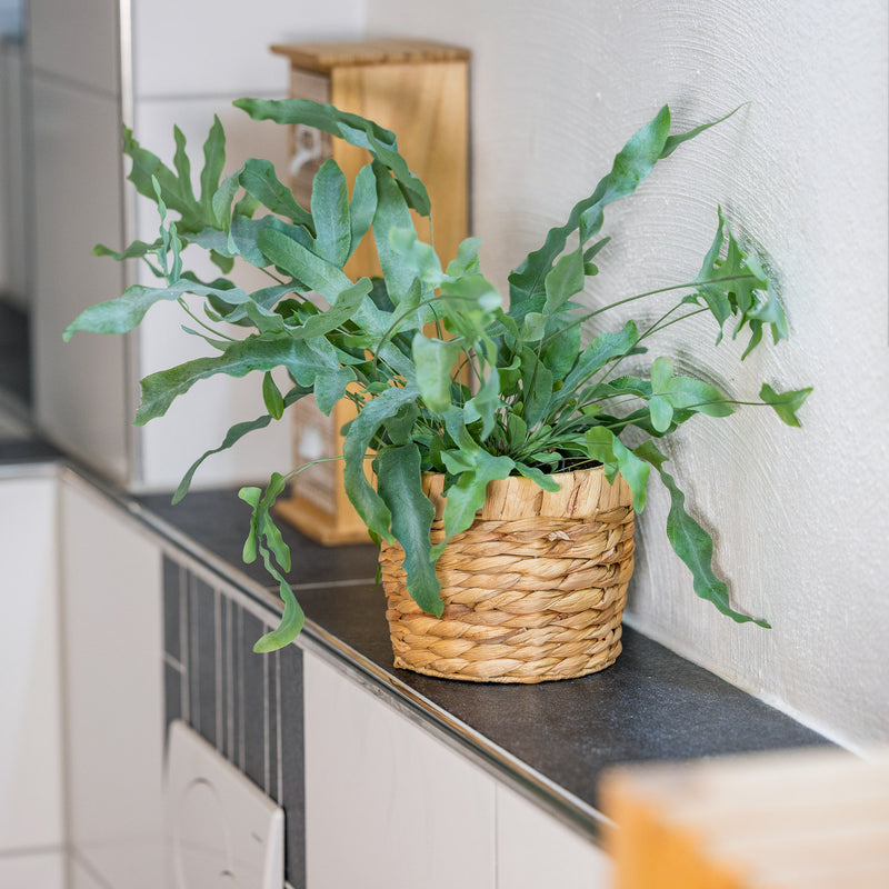 HMF 37280-14CM-S2 Nachhaltiger Blumentopf rund geflochten aus nachwachsenden Rohstoffen 2er Set 14 cm Durchmesser